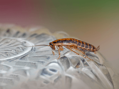 About Urban Shield - Pest Control experts in Subiaco